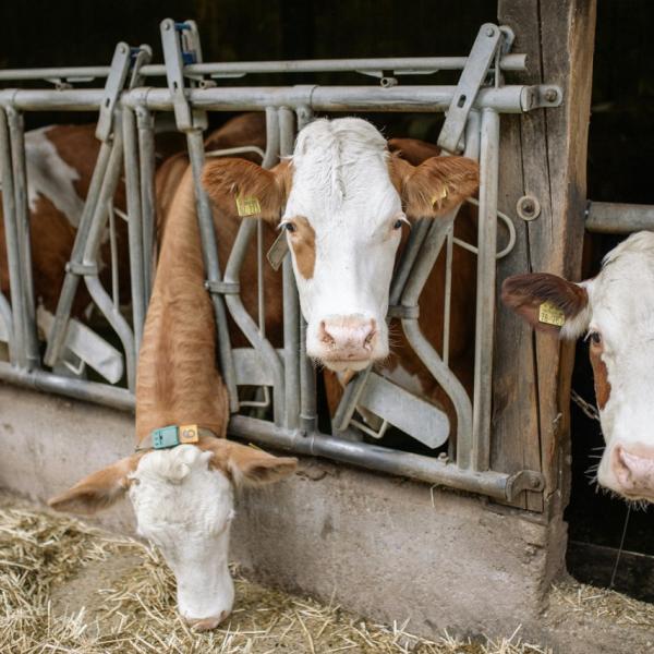 Boerderij