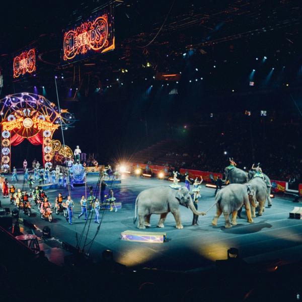 Dierentuin of circus